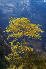 the yellow tree.jpg